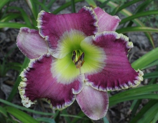 GREG'S SEEDLING #1 - photo by Greg Haggett